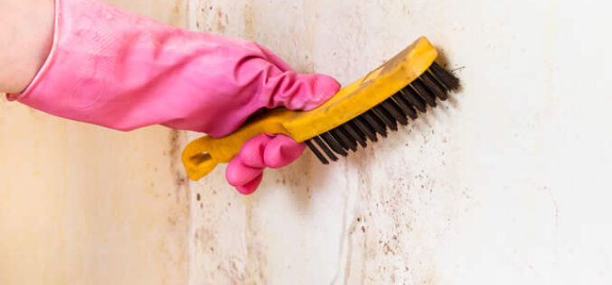6 Tips For Choosing A Mold Removal Company