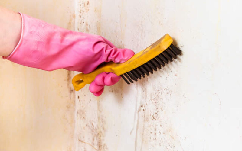 6 Tips For Choosing A Mold Removal Company