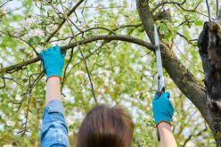Why Tree Pruning Services Is Important For Your Home n’ Garden