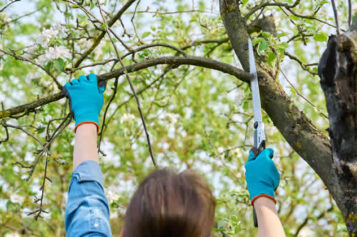 Why Tree Pruning Services Is Important For Your Home n’ Garden
