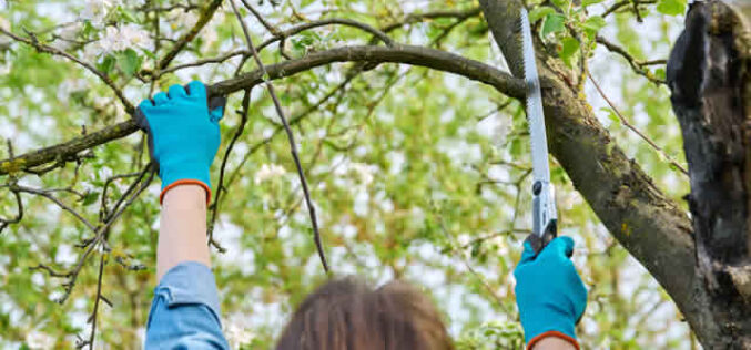 Why Tree Pruning Services Is Important For Your Home n’ Garden