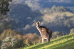 5 Things To Consider Before Moving To Australia