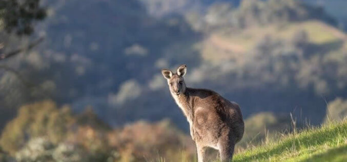 5 Things To Consider Before Moving To Australia