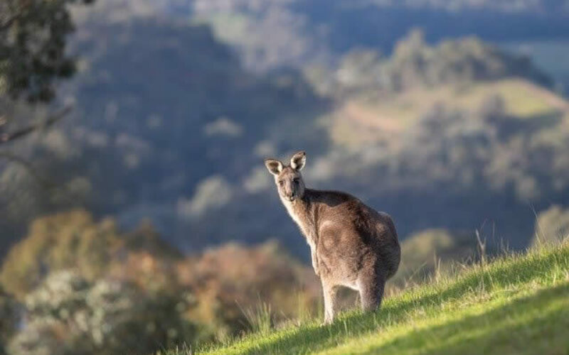 5 Things To Consider Before Moving To Australia