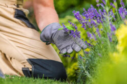 5 Ways You Can Take Care of Your Home’s Landscaping