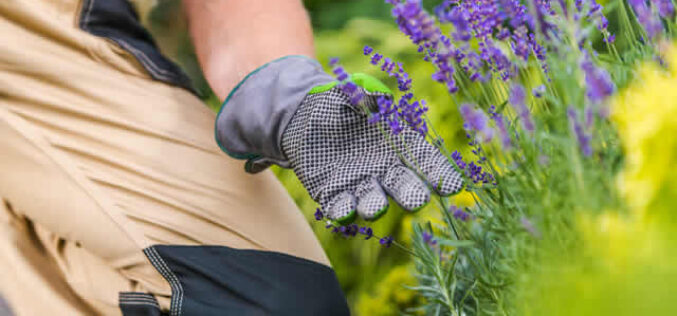 5 Ways You Can Take Care of Your Home’s Landscaping
