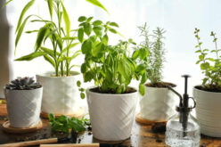 How Can You Choose The Right Plant Pots For Your Garden?