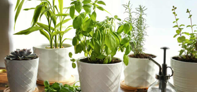 How Can You Choose The Right Plant Pots For Your Garden?