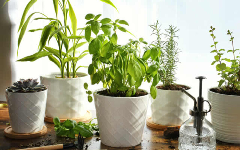 How Can You Choose The Right Plant Pots For Your Garden?