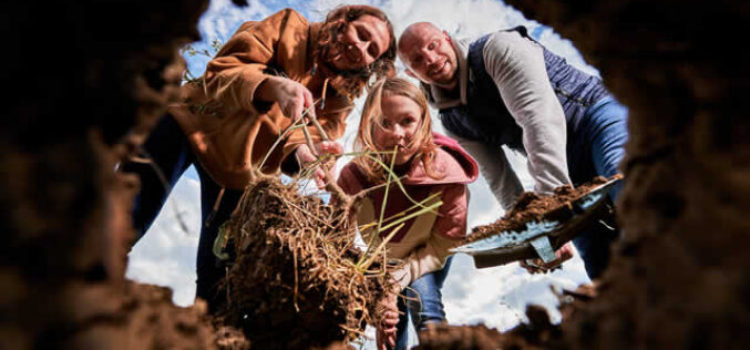 How to Relocate a Tree That May Cause Damage to Your Home