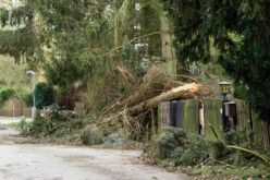How To Assess Your Trees After a Storm and Identify Damage