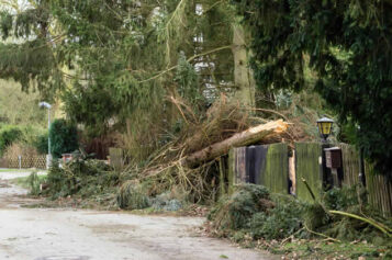 How To Assess Your Trees After a Storm and Identify Damage