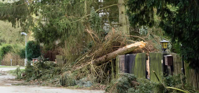 How To Assess Your Trees After a Storm and Identify Damage