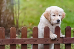 5 Factors You Need to Consider When Installing a Wood Fence