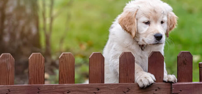 5 Factors You Need to Consider When Installing a Wood Fence