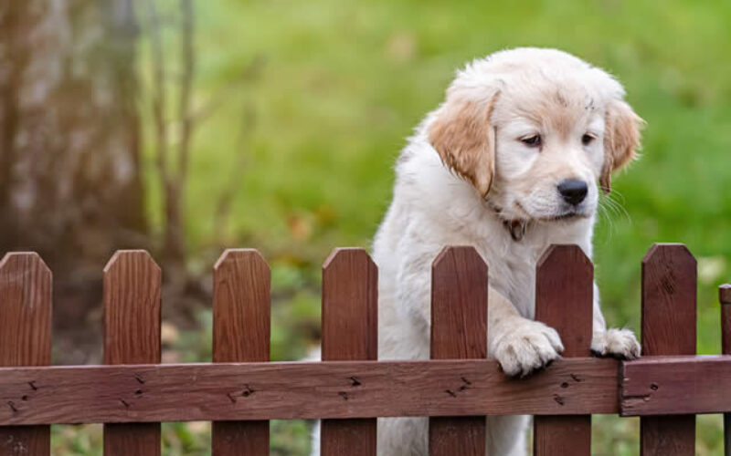 5 Factors You Need to Consider When Installing a Wood Fence