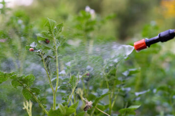 Tips for Taking Care of Your Yard and Garden