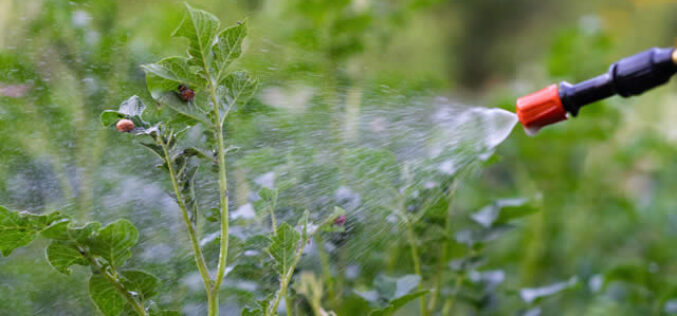 Tips for Taking Care of Your Yard and Garden