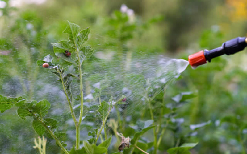 Tips for Taking Care of Your Yard and Garden