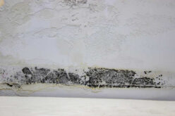 Renovating Your Home? How to React if You Find Mold