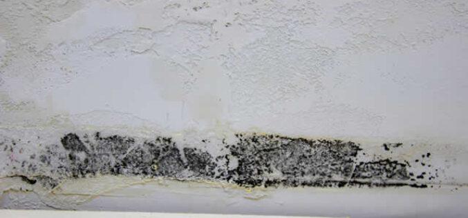 Renovating Your Home? How to React if You Find Mold