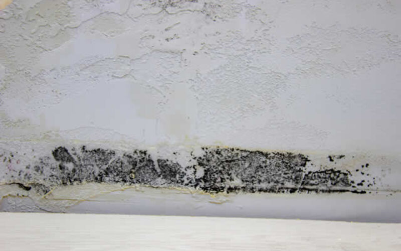 Renovating Your Home? How to React if You Find Mold