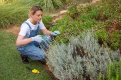 Tips for Removing Large Bushes From Your Yard