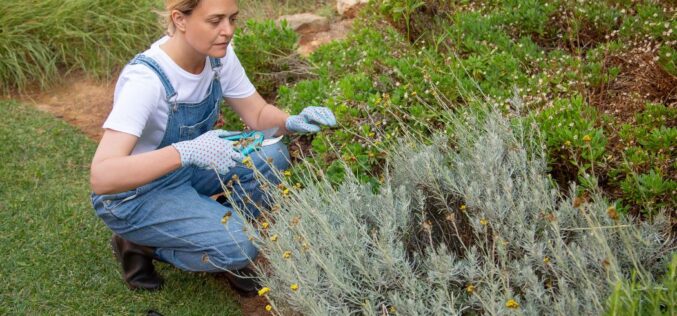 Tips for Removing Large Bushes From Your Yard
