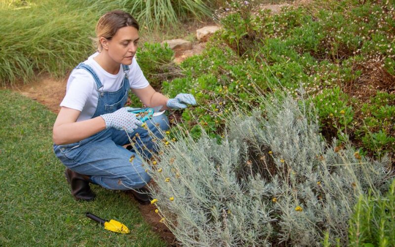 Tips for Removing Large Bushes From Your Yard