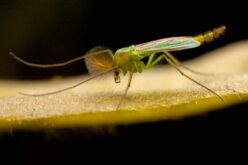 How To Get Rid Of Gnats & Prevent Them From Returning