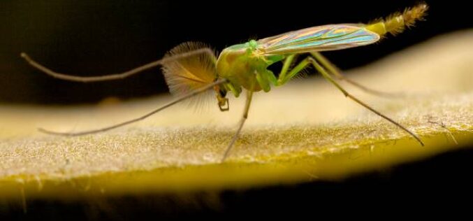 How To Get Rid Of Gnats & Prevent Them From Returning