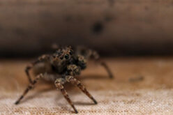 Getting Rid Of Unwanted Critters Is Easy – If You Follow These Proven Tips