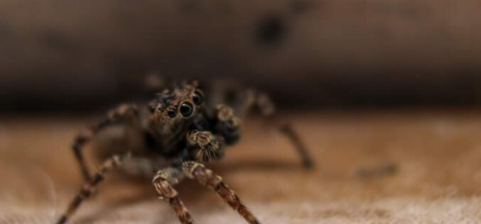 Getting Rid Of Unwanted Critters Is Easy – If You Follow These Proven Tips
