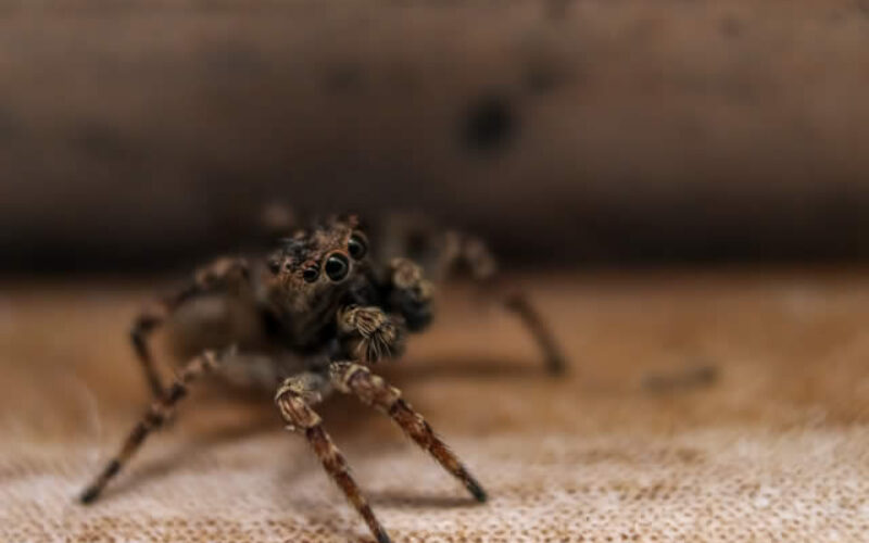 Getting Rid Of Unwanted Critters Is Easy – If You Follow These Proven Tips