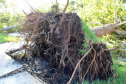 What to Do if a Tree Falls on Your House
