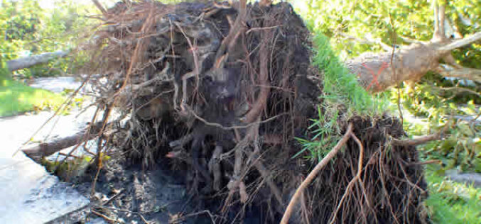 What to Do if a Tree Falls on Your House