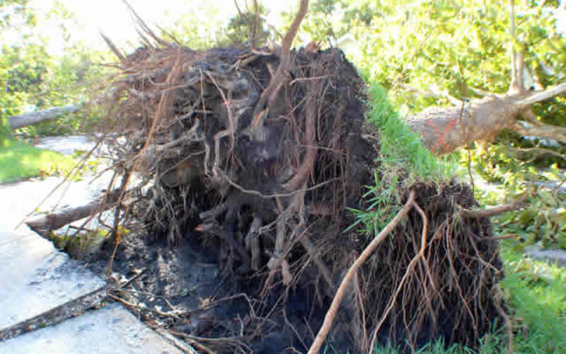 What to Do if a Tree Falls on Your House