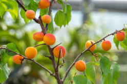 New Plants To Add to Your Garden This Spring