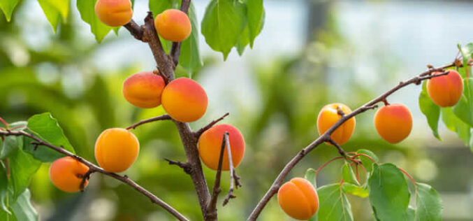 New Plants To Add to Your Garden This Spring
