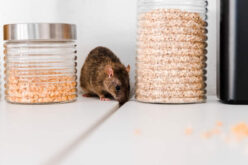 Why Are House Pests A Problem And How To Remove Them?