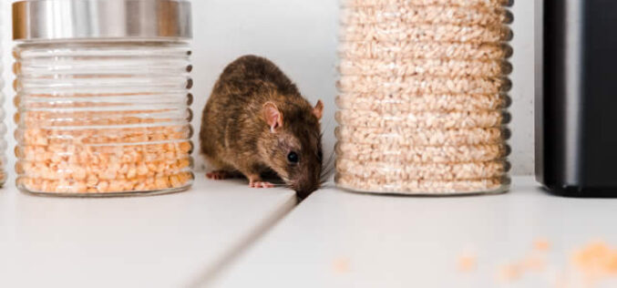 Why Are House Pests A Problem And How To Remove Them?