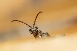 How to Achieve a Pest-Free Home in 6 Easy Steps