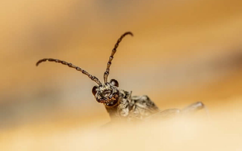 How to Achieve a Pest-Free Home in 6 Easy Steps