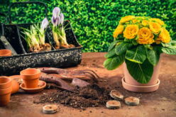Top 6 Gardening Mistakes You Should Try To Avoid