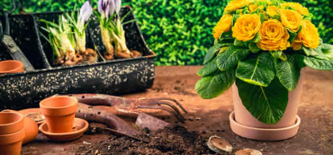 Top 6 Gardening Mistakes You Should Try To Avoid