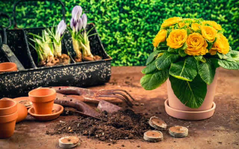 Top 6 Gardening Mistakes You Should Try To Avoid