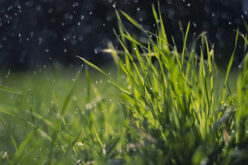 Lawn Installation And Professional Yard And Garden Maintenance Services