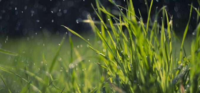 Lawn Installation And Professional Yard And Garden Maintenance Services