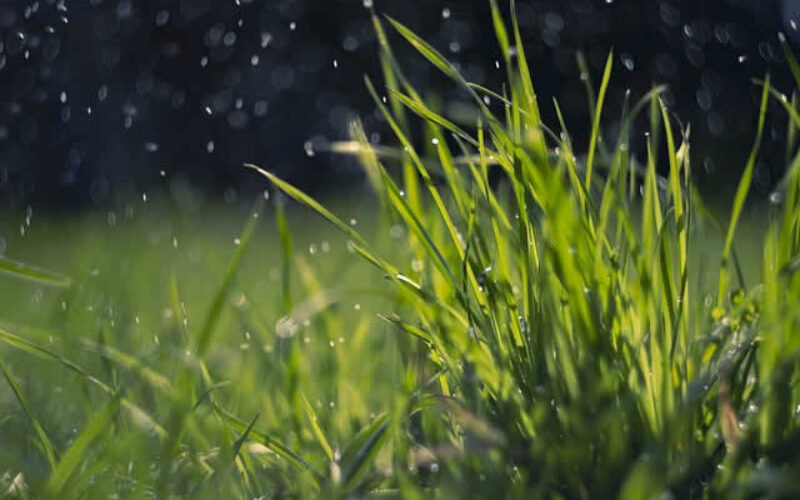Lawn Installation And Professional Yard And Garden Maintenance Services
