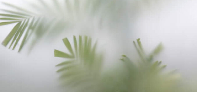 How To Enjoy The Tranquility Of Your Own Garden